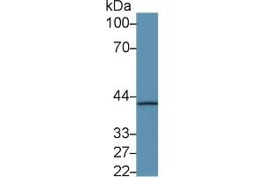 Western Blot; Sample: Mouse Cerebrum lysate; Primary Ab: 5µg/ml Rabbit Anti-Mouse F8A1 Antibody Second Ab: 0.