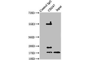 Immunoprecipitating CD247 in jurkat whole cell lysate Lane 1: Rabbit control IgG instead of ABIN7171394 in jurkat whole cell lysate.