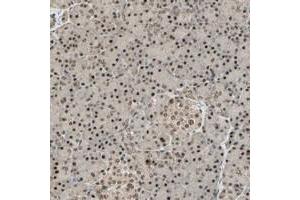 Immunohistochemical staining of human pancreas with RBM25 polyclonal antibody  shows strong nuclear and moderate cytoplasmic positivity in exocrine glandular cells and Islet cells at 1:500-1:1000 dilution. (RBM25 anticorps)