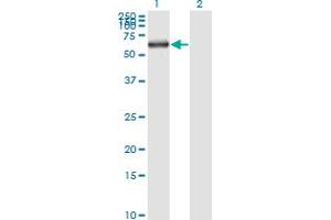 Western Blot analysis of KPNA1 expression in transfected 293T cell line by KPNA1 monoclonal antibody (M01), clone 2A4-1B5.
