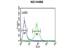 Flow Cytometry (FACS) image for anti-Glucosylceramidase (GLCM) antibody (ABIN3003972) (Glucosylceramidase anticorps)