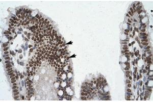 Human Intestine (POU6F1 anticorps  (Middle Region))