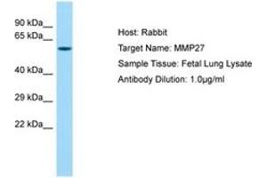 Image no. 1 for anti-Matrix Metallopeptidase 27 (MMP27) (AA 191-240) antibody (ABIN6750214) (MMP27 anticorps  (AA 191-240))