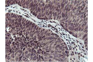 Image no. 2 for anti-Cystatin SA (CST2) antibody (ABIN1497759) (CST2 anticorps)