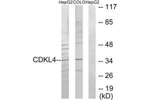 Western blot analysis of extracts from HepG2 cells and COLO205 cells, using CDKL4 antibody. (CDKL4 anticorps  (C-Term))