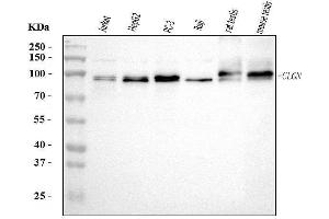 Western blot analysis of Calmegin/CLGN using anti-Calmegin/CLGN antibody (ABIN7601481).