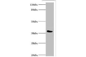 Western blot All lanes: SLAM family member 5 antibody at 6 μg/mL + Mouse liver tissue Secondary Goat polyclonal to rabbit IgG at 1/10000 dilution Predicted band size: 39, 37, 32, 31, 27, 25 kDa Observed band size: 39 kDa (CD84 anticorps  (AA 22-225))