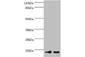 Western blot All lanes: NCBP2 antibody at 5 μg/mL Lane 1: Hela whole cell lysate Lane 2: NIH/3T3 whole cell lysate Secondary Goat polyclonal to rabbit at 1/10000 dilution Predicted band size: 19, 16, 12 kDa Observed band size: 19 kDa (NCBP2 anticorps  (AA 1-156))