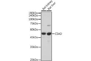 Western blot analysis of extracts of various cell lines, using CSAD antibody (ABIN6133497, ABIN6139087, ABIN6139088 and ABIN6217983) at 1:5000 dilution. (CSAD anticorps  (AA 371-520))