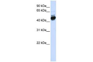 WB Suggested Anti-TFAP2B Antibody Titration: 0. (TFAP2B anticorps  (N-Term))