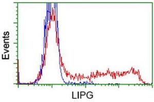 Image no. 8 for anti-Lipase, Endothelial (LIPG) antibody (ABIN1499161) (LIPG anticorps)