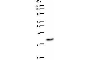 Western Blotting (WB) image for anti-Inhibitor of DNA Binding 1, Dominant Negative Helix-Loop-Helix Protein (ID1) antibody (ABIN931172)
