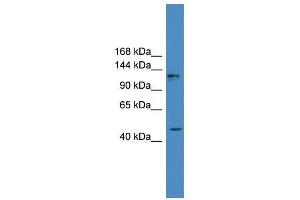 ADCY2 antibody used at 0.