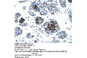 Human Pancreas (LIG4 anticorps  (N-Term))