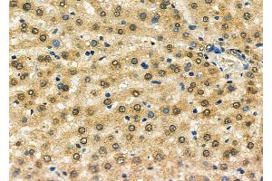 ABIN7093889 and ABIN7097932 at 1/100 staining Mouse pancreatic tissue by IHC-P.
