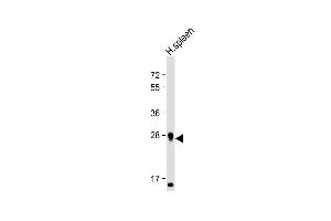 Anti-PRSSL1 Antibody (C-term) at 1:2000 dilution + Human spleen lysate Lysates/proteins at 20 μg per lane.