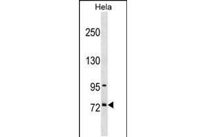 Western blot analysis in Hela cell line lysates (35ug/lane). (Splicing Factor 4 anticorps  (AA 364-393))