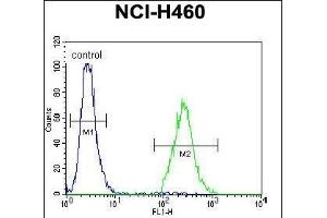 anti-Coiled-Coil Domain Containing 54 (CCDC54) (AA 91-119) antibody