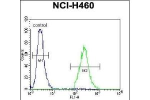 CCDC54 Antibody (Center) (ABIN655421 and ABIN2844960) flow cytometric analysis of NCI- cells (right histogram) compared to a negative control cell (left histogram). (CCDC54 anticorps  (AA 91-119))