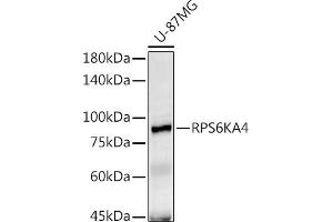 Western blot analysis of extracts of U-87MG cells, using RPS6K antibody (ABIN6129296, ABIN6147232, ABIN6147233 and ABIN6214270) at 1:1000 dilution.