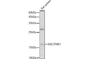 Western blot analysis of extracts of Rat spleen, using ASC/TMS1 antibody (ABIN6131200, ABIN6146515, ABIN6146516 and ABIN6215212) at 1:1000 dilution. (PYCARD anticorps  (AA 50-195))