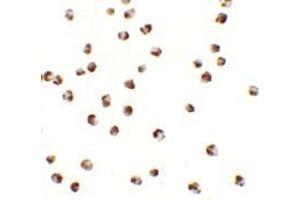 Immunocytochemistry of YPEL3 in A20 cells with YPEL3 antibody at 2.