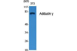 Western Blot (WB) analysis of specific cells using Adducin gamma Polyclonal Antibody. (ADD3 anticorps  (Internal Region))