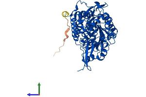 AlphaFold protein structure predicition of Human Recombinant ALDH1A2 Protein, UniprotID O94788