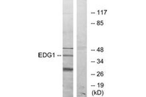 Western blot analysis of extracts from COLO205 cells, using EDG1 Antibody. (S1PR1 anticorps  (AA 5-54))