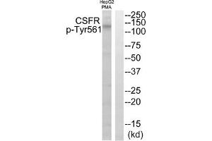 Western blot analysis of extracts from HepG2 cells treated with PMA using CSFR (Phospho-Tyr561) Antibody. (CSF1R anticorps  (pTyr561))