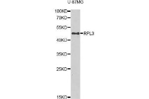 Western blot analysis of extracts of U-87MG cells, using RPL3 antibody (ABIN5975454) at 1/1000 dilution. (RPL3 anticorps)