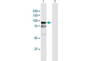 Western Blot analysis of BAZ2B expression in transfected 293T cell line by BAZ2B MaxPab polyclonal antibody. (BAZ2B anticorps  (AA 1-643))