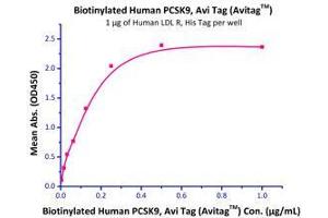 Immobilized Human LDL R, His Tag (Cat# LDR-H5224) at 10 μg/mL (100 μl/well) can bind Biotinylated Human PCSK9 (Cat# PC9-H82E7 ) with a linear range of 0. (LDLR Protein (AA 22-788) (His tag))