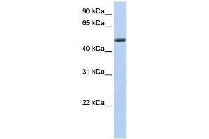 PHLDA1 antibody used at 1 ug/ml to detect target protein. (PHLDA1 anticorps  (Middle Region))