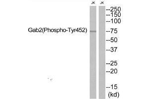 Western blot analysis of extracts from JK, using Gab2 (Phospho-Tyr452) antibody. (GAB2 anticorps  (pTyr452))