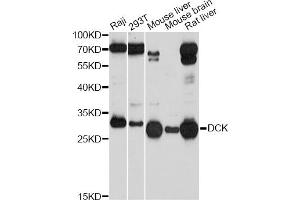 Western blot analysis of extracts of various cell lines, using DCK Antibody (ABIN5970907) at 1/1000 dilution. (DCK anticorps)