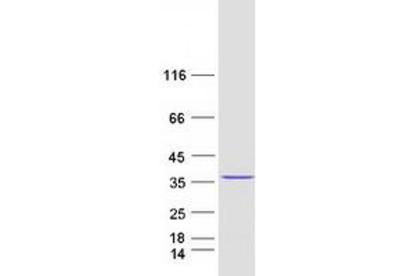 CXorf56 Protein (Myc-DYKDDDDK Tag)
