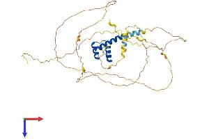 AlphaFold protein structure predicition of Mouse Recombinant Mnx1 Protein, UniprotID Q9QZW9