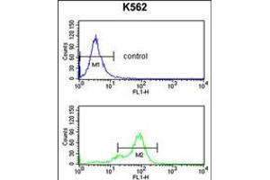 Flow cytometry analysis of K562 cells (bottom histogram) compared to a negative control cell (top histogram). (SNRPC anticorps  (C-Term))