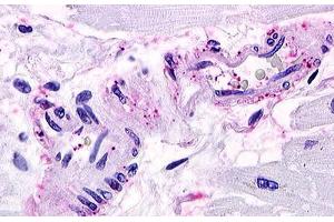 Image no. 1 for anti-Sphingosine-1-Phosphate Receptor 1 (S1PR1) (Cytoplasmic Domain) antibody (ABIN1049316) (S1PR1 anticorps  (Cytoplasmic Domain))
