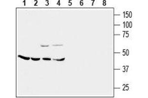 Western blot analysis of mouse brain membrane (lanes 1 and 5), rat cerebellum (lanes 2 and 6), rat lung (lanes 3 and 7) and rat kidney (lanes 4 and 8) lysates: - 1-4.