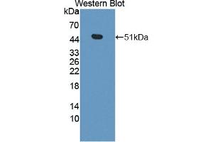 Detection of Recombinant CPA3, Mouse using Polyclonal Antibody to Carboxypeptidase A3 (CPA3) (CPA3 anticorps  (AA 16-417))