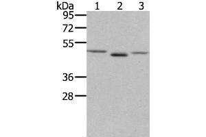 Western Blot analysis of NIH/3T3 cell and Human placenta tissue, lovo cell using FGFRL1 Polyclonal Antibody at dilution of 1:400