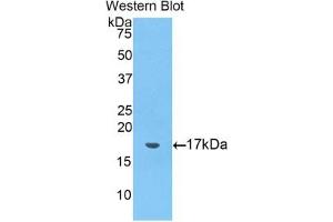 Detection of Recombinant GAL2, Mouse using Polyclonal Antibody to Galectin 2 (GAL2) (Gallinacin-2 (GAL2) (AA 1-130) anticorps)
