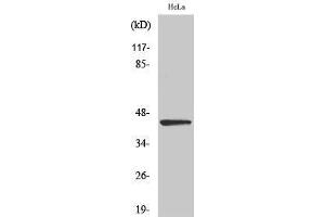 Western Blotting (WB) image for anti-Endonuclease VIII-Like 1 (NEIL1) (C-Term) antibody (ABIN3185815) (NEIL1 anticorps  (C-Term))