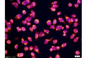 Mouse SP20 Myeloma Cells