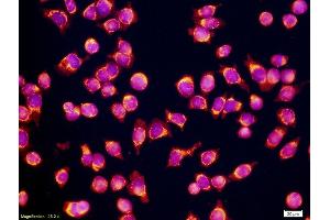 Mouse SP20 Myeloma Cells (CD34 anticorps  (AA 301-385))