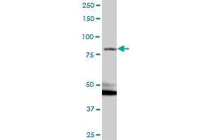 KIAA1026 MaxPab polyclonal antibody. (Kazrin anticorps  (AA 1-415))