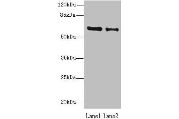 ZNF626 Antikörper  (AA 1-92)