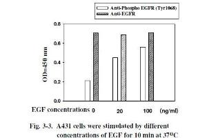 A431 cells were stimulated by different concentrations of EGF for 10 min at 37 °C (EGFR Kit ELISA)